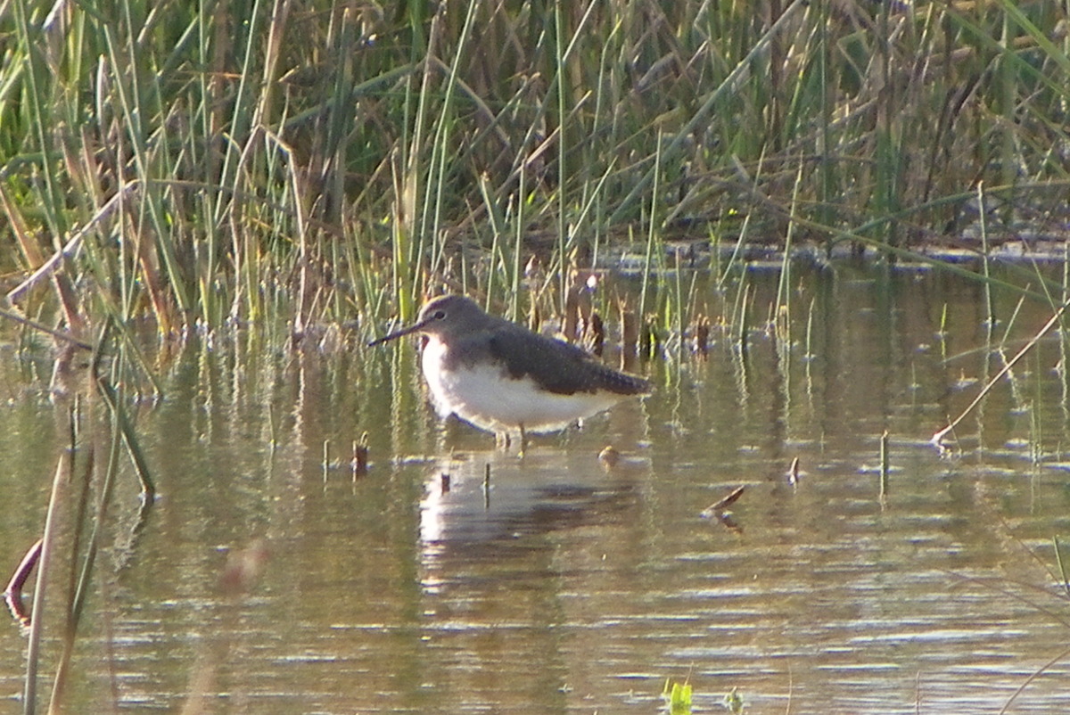 Green sandpiper